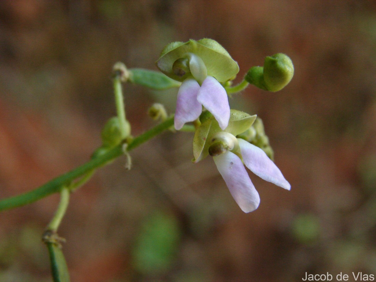 Phaseolus lunatus L.